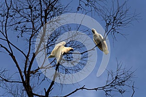 A pair of Sulphur-Crested Cockatoos (Cacatua galerita) perching on the branch of a tree