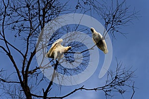 A pair of Sulphur-Crested Cockatoos (Cacatua galerita) perching on the branch of a tree