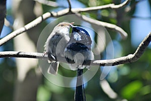 Pair of superb fairy wrens