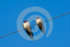 Pair of swallow sit on a wire