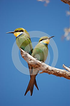 Pair of Swallow-tailed Bee-eaters