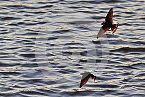 Pair of swallows catch insects over water