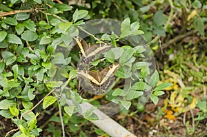 A Pair Of Swallowtail Butterflies In flight