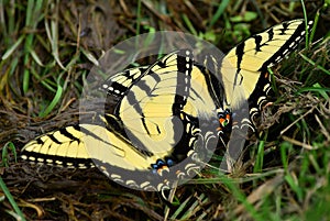 Pair of Swallowtails