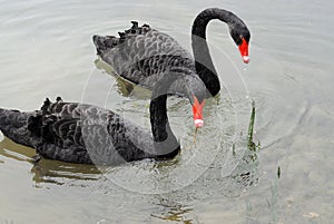 A pair of swans