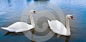 A pair of swans