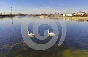 Pair of swans on Brazi Park Lake , Romania