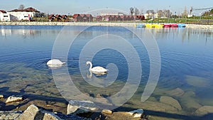 Pair of swans on Brazi Park Lake , Romania