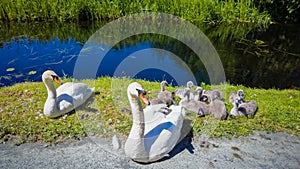 Pair of Swans with Cygnets