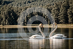 A pair of swans drifting peacefully on a summer lake