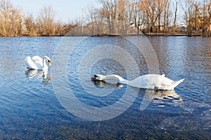 A pair of swans feeding while swimming on a pond