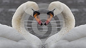 Pair of swans floating on the river