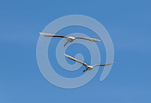 A pair of swans fly low over on a lake on the outskirts of Nottingham, UK