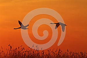 Pair of swans flying in the orange sky