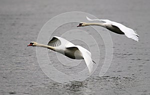 Pair of swans flying