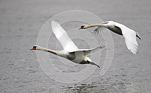 Pair of swans flying