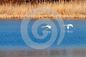 Pair of Swans Flying Over Water, water reflection