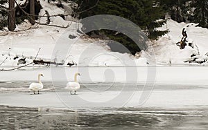 Pair of swans at the frozen Sompunt lake - La Villa, Bolzano, Italy