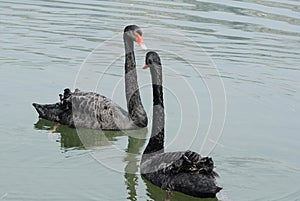 A pair of swans