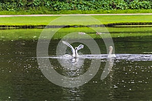 A pair of swans on a lake on the outskirts of Ripon, Yorkshire, UK