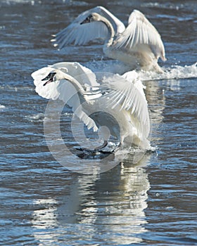 Pair of Swans Landing