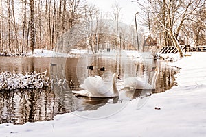 A pair of swans in the park pond look at each other on a snowy shory