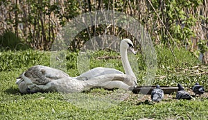The pair swans with pigeons eat