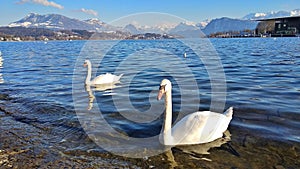 A pair of swans playing on the lake in Luzerne, Switzerland