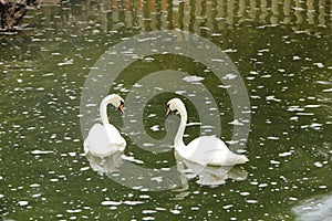 A pair of swans in . the city park.