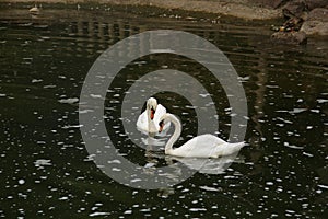 A pair of swans in the pond.