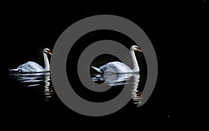 A pair of swans on the pond