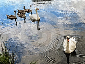 A pair of swans swimming on a pond with their young