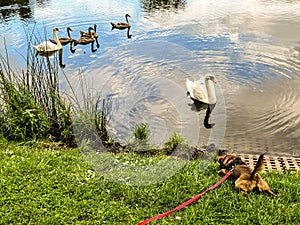 A pair of swans swimming on a pond with their young