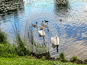 A pair of swans swimming on a pond with their young