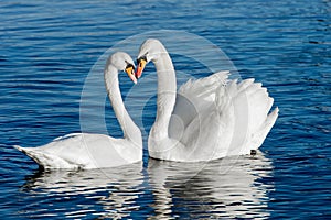 A pair of swans swims