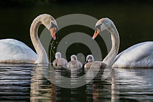 Pair of swans with three cygnets in a family unit