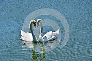 A pair of Swans on the water. A large and varied number of birds make lake Morton a home.