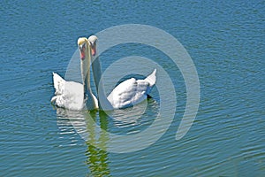 A pair of Swans on the water. A large and varied number of birds make lake Morton a home.