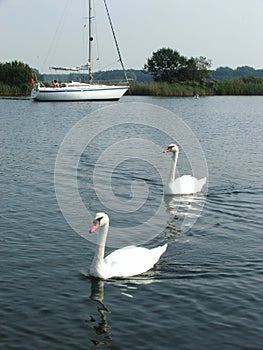A Pair of Swimming Swans