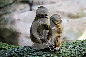 A Pair of Talapoin Monkeys