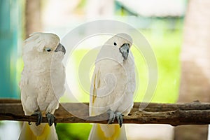 pair of Tanimbar Corella (Cacatua goffiniana) also known as the Goffin's cockatoo on wood tree branch