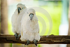 pair of Tanimbar Corella (Cacatua goffiniana) also known as the Goffin's cockatoo on wood tree branch