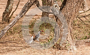 Pair of Tanzanian Red-billed hornbills