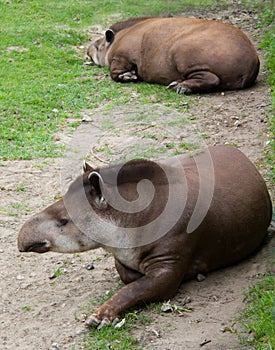 Pair tapir