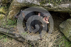 A pair of Tasmanian Devils in Tasmania in Australia.