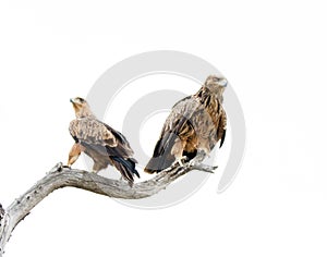 Pair of Tawny Eagles in dead tree