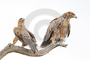 Pair of Tawny Eagles in dead tree