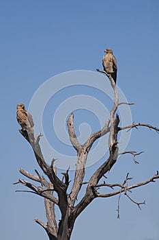 Pair of Tawny Eagles on Dead Tree