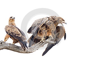 Pair of Tawny eagles, Kruger National Park with make doing threat display
