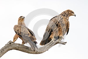 A pair of Tawny Eagles in the Kruger Park